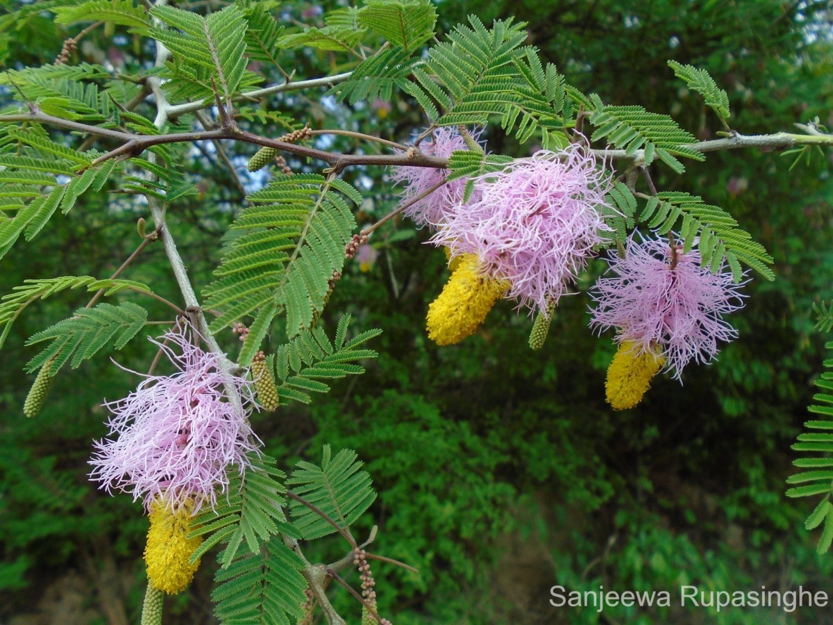 Dichrostachys cinerea (L.) Wight & Arn.